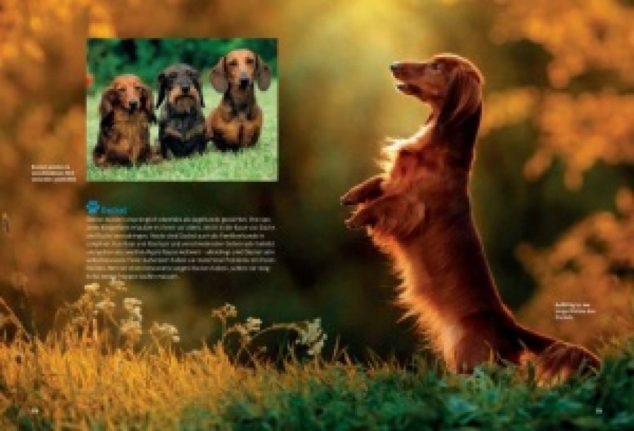 Entdecke die Hunde